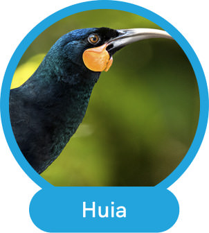 Huia