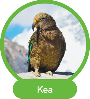 Kea