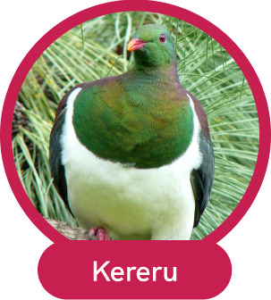 Kereru